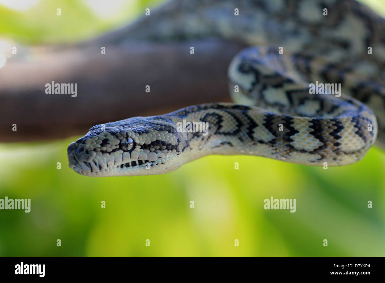 Tappeto python (morelia spilota) nella posizione di battuta su di un ramo Foto Stock