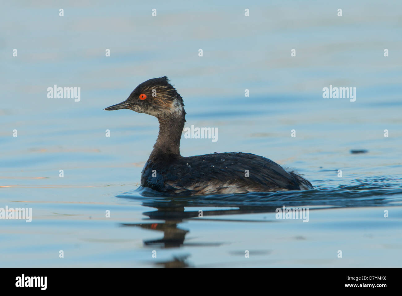 Eared Grebe (Podiceps nigricollis) ritratto, White Rock Lake, Dallas, Texas Foto Stock