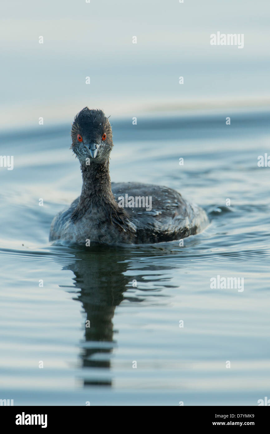 Eared Grebe (Podiceps nigricollis) ritratto, White Rock Lake, Dallas, Texas Foto Stock