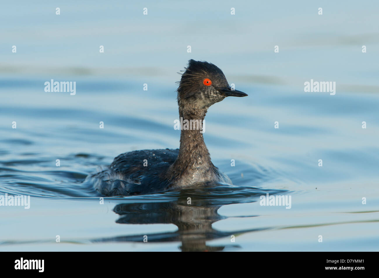 Eared Grebe (Podiceps nigricollis) ritratto, White Rock Lake, Dallas, Texas Foto Stock