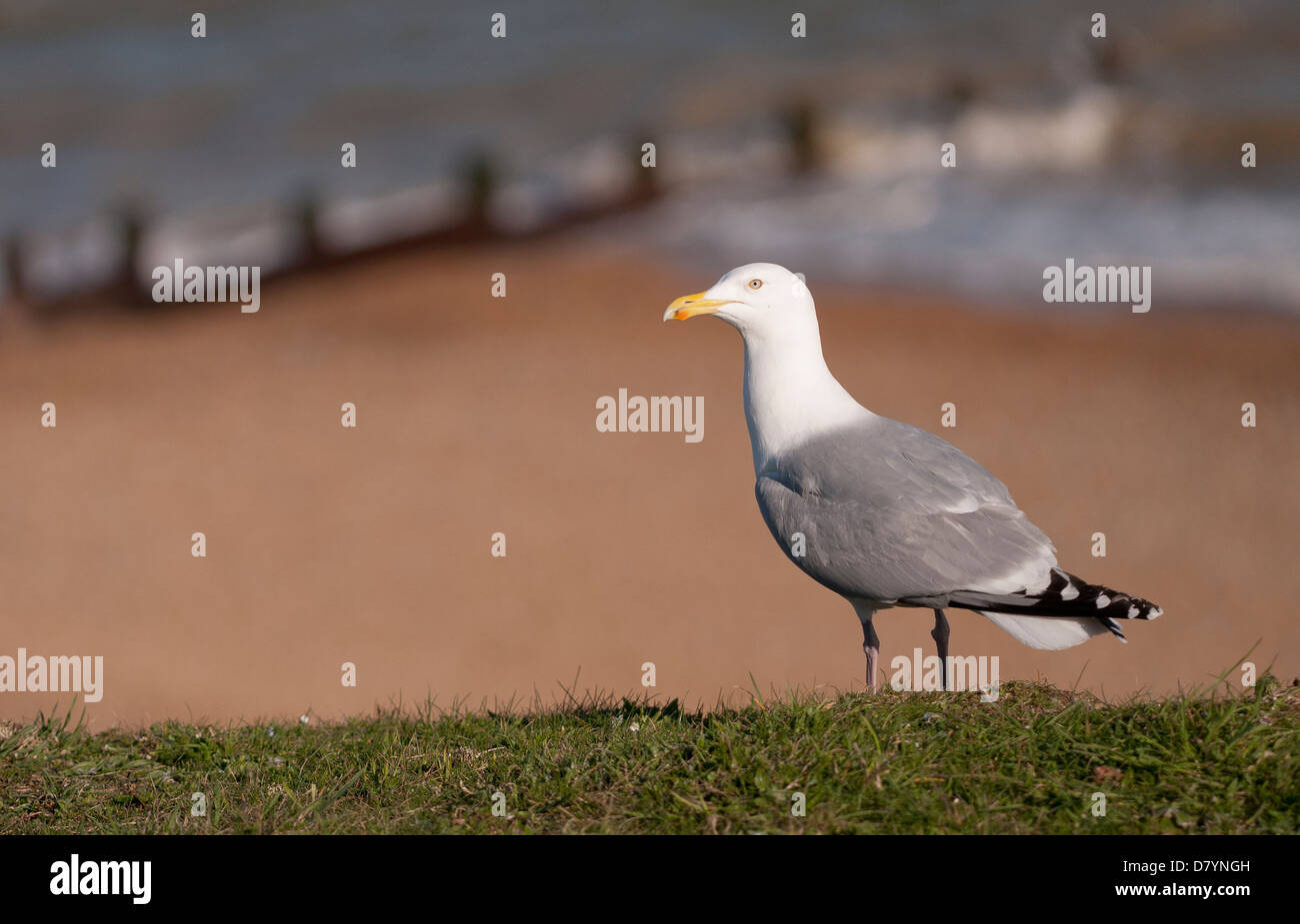 Aringa europea gabbiano (Larus argentatus) Foto Stock