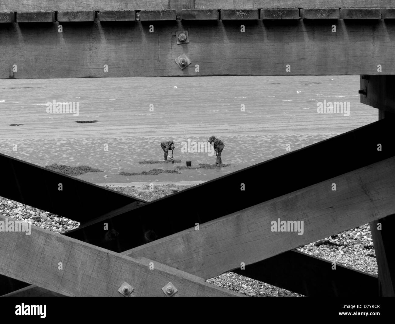 Cercatori di esca esca di scavo in acque basse Foto Stock