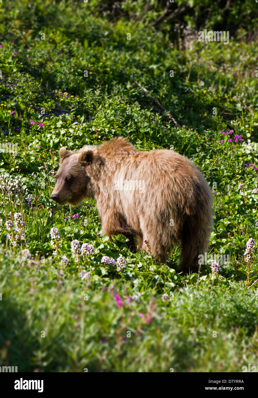 Orso grizzly (Ursus arctos horribilis) vicino a Stony Dome, il Parco Nazionale di Denali, Alaska, STATI UNITI D'AMERICA Foto Stock