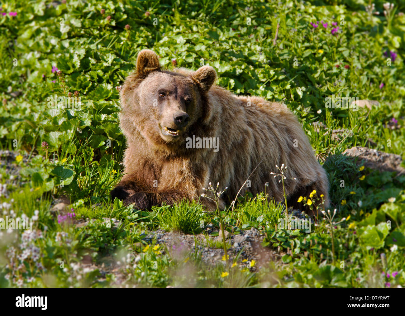 Orso grizzly (Ursus arctos horribilis) vicino a Stony Dome, il Parco Nazionale di Denali, Alaska, STATI UNITI D'AMERICA Foto Stock