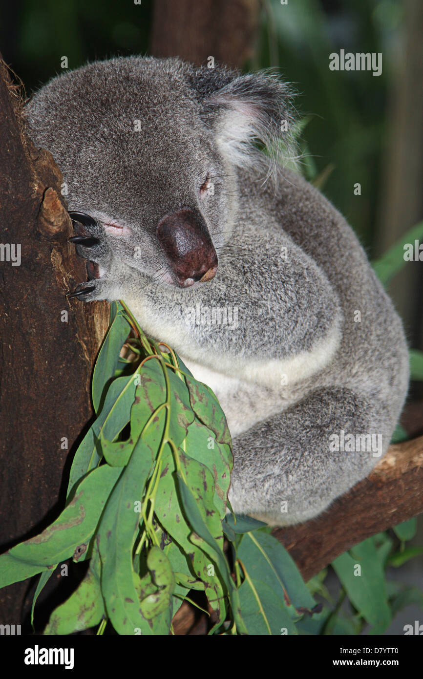 Un koala dormire a Cairns Parco Faunistico Australia Foto Stock