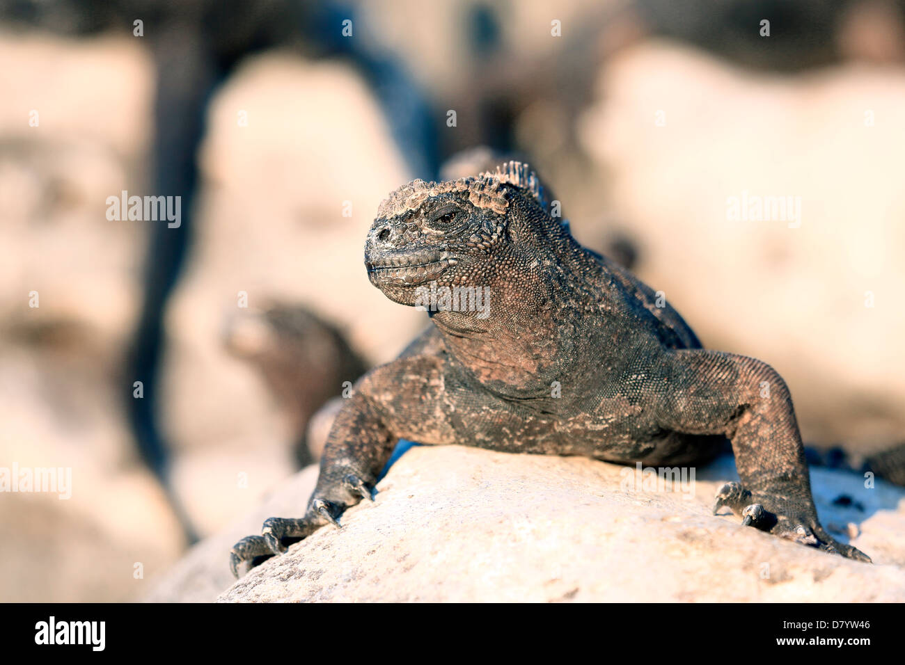 Iguane Marine a prendere il sole sulla roccia vulcanica, Isole Galapagos Foto Stock