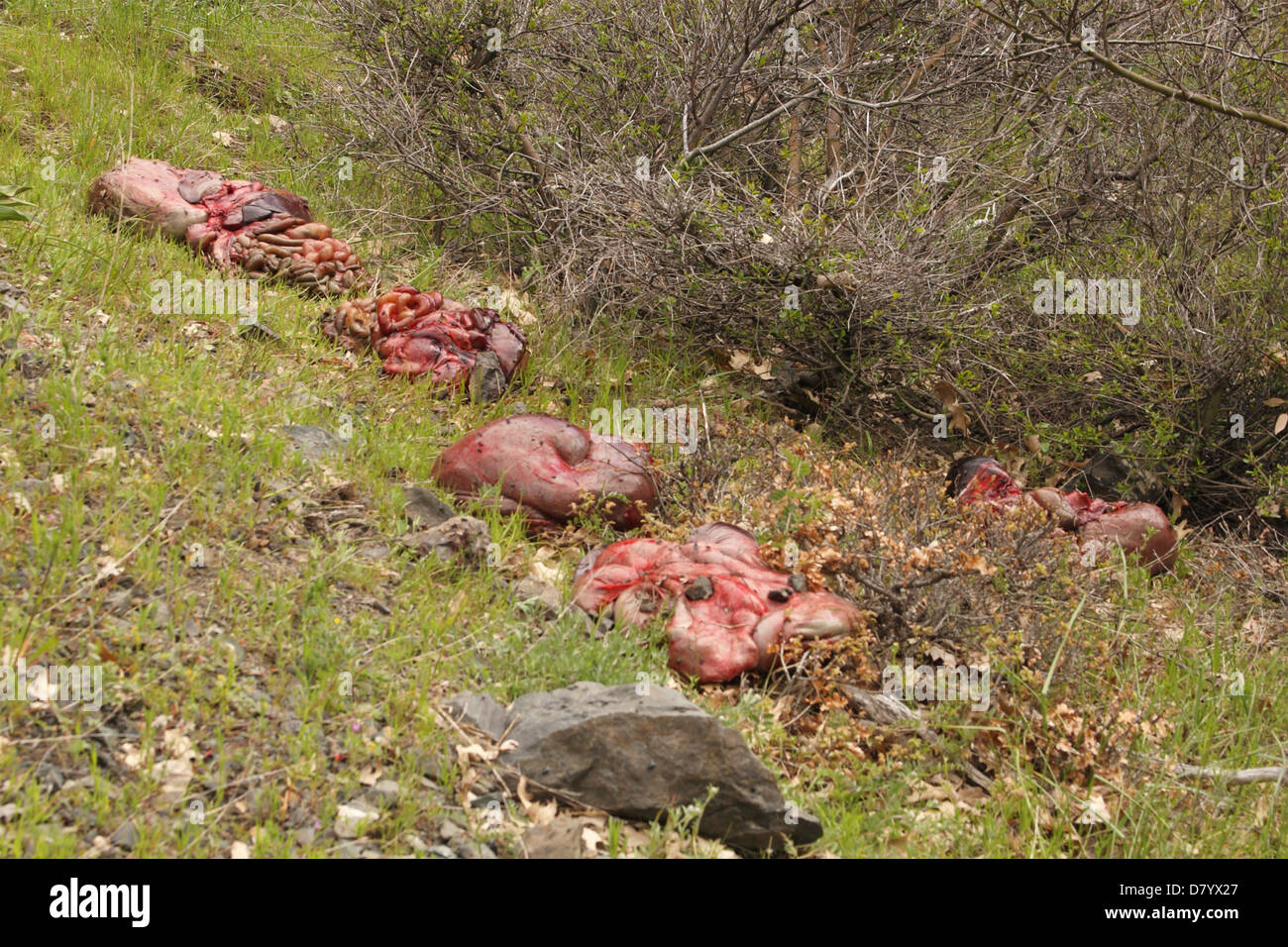 Un mucchio di budella e intestini lasciato dai cacciatori di frodo illegale. Foto Stock