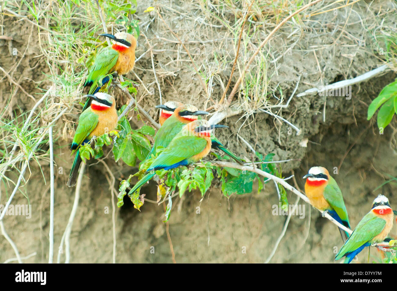 Bianco-chested i gruccioni presso lo Zambesi, Zambia Foto Stock