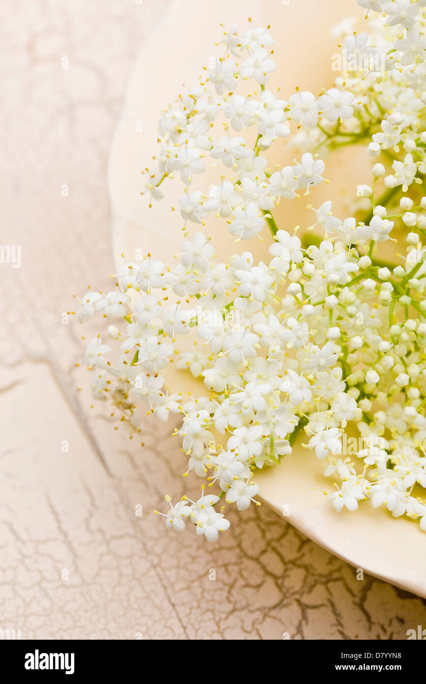 Commestibile bianco fiori di sambuco su una piastra bianca e  screpolata-tabella di superficie Foto stock - Alamy