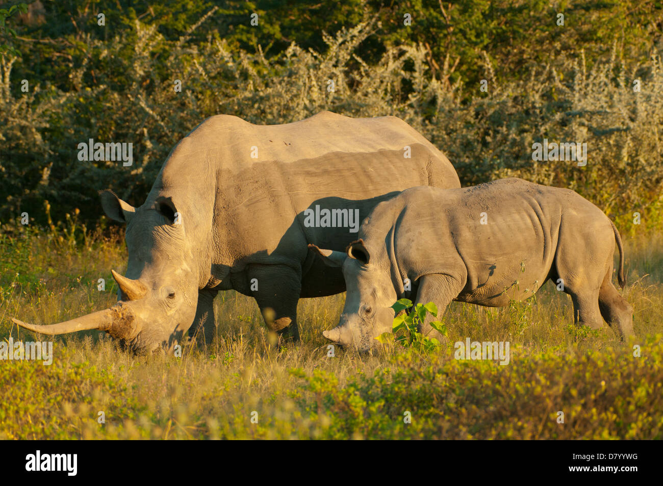 Coppia di rinoceronte bianco in Ongava, nei pressi di Etosha NP, Namibia Foto Stock