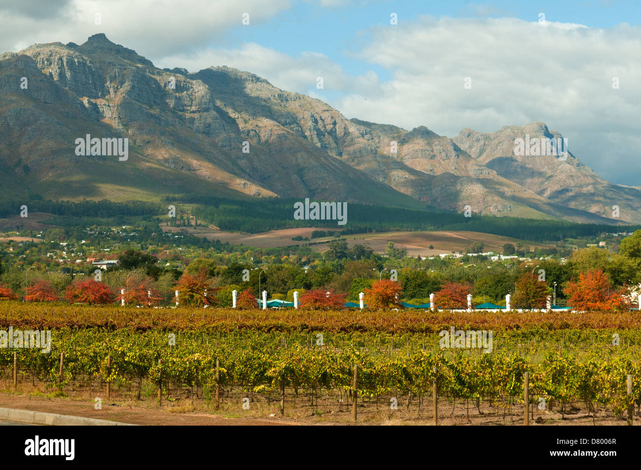 Vigneto a Stellenbosch, Western Cape, Sud Africa Foto Stock