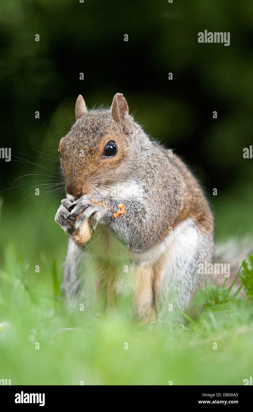 Scoiattolo grigio nella campagna inglese foraggio e mangiare noci con sfondo sfocato nel parco essex, Regno unito Foto Stock