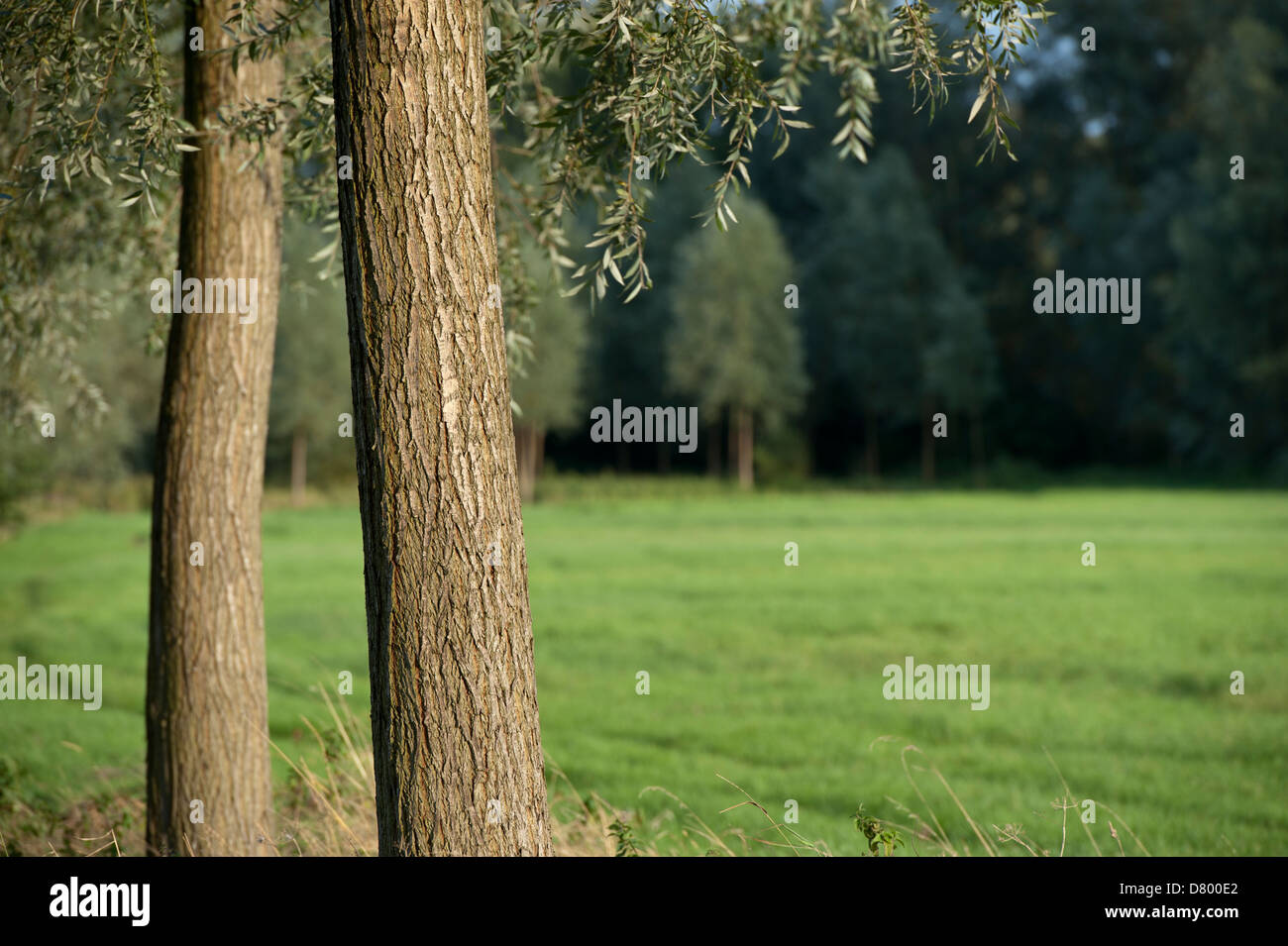 Gli alberi di salice e il campo Foto Stock