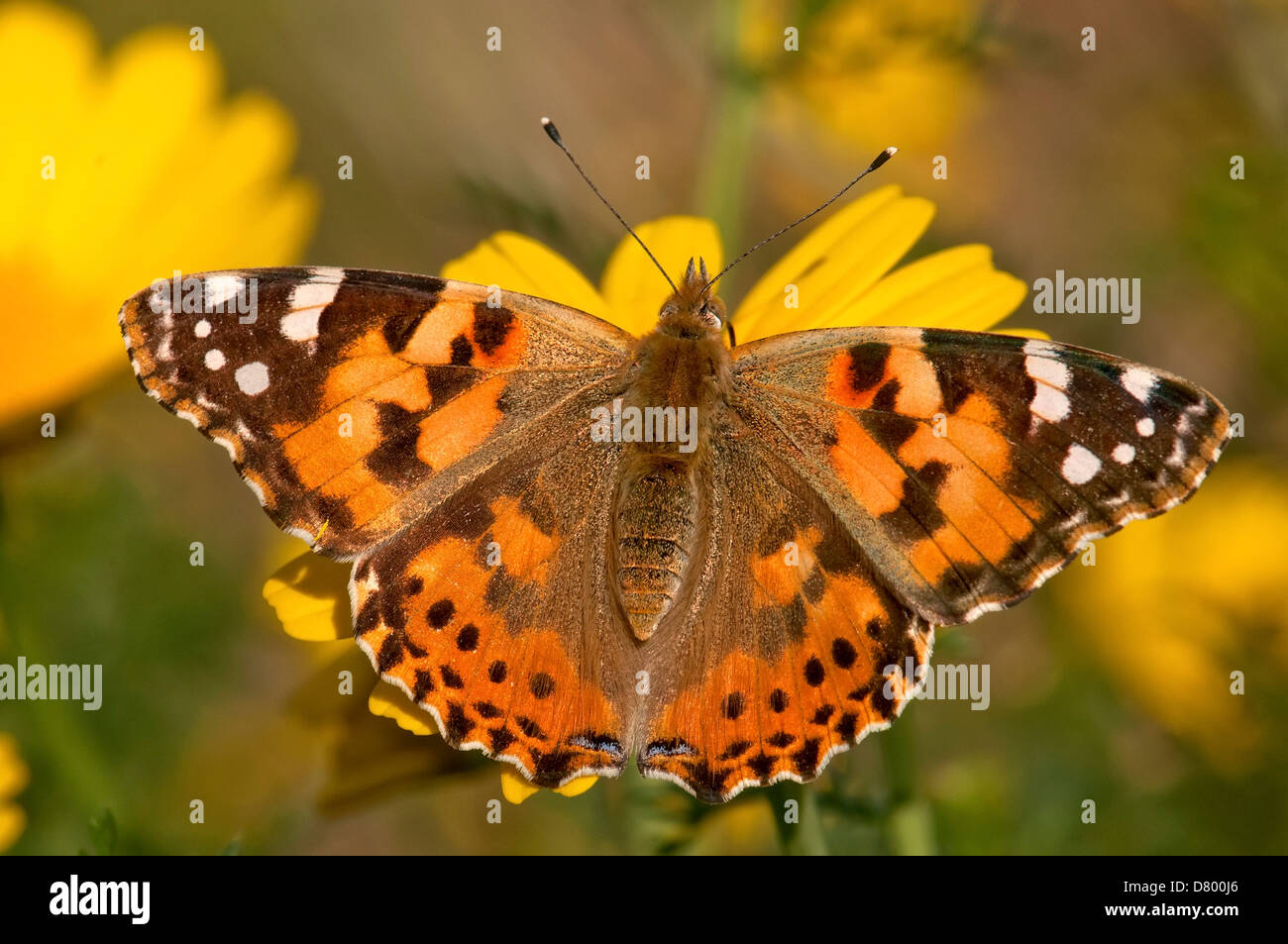 Dipinto di Lady, Vanessa cardui , Butterfly Foto Stock