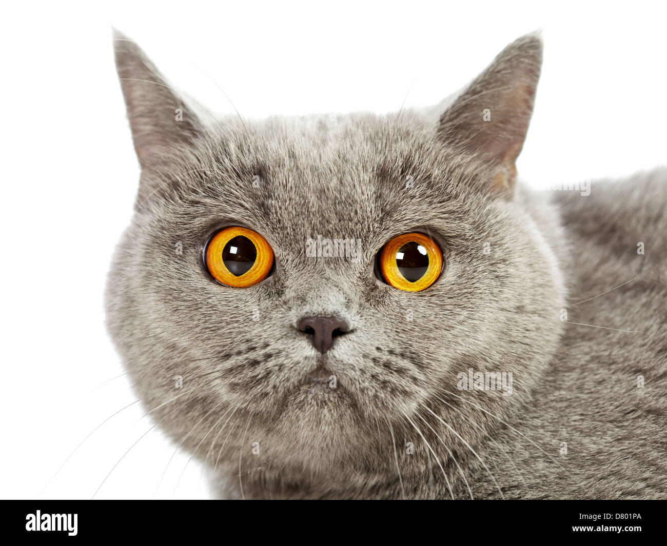Blue British Shorthair cat, close up ritratto Foto Stock