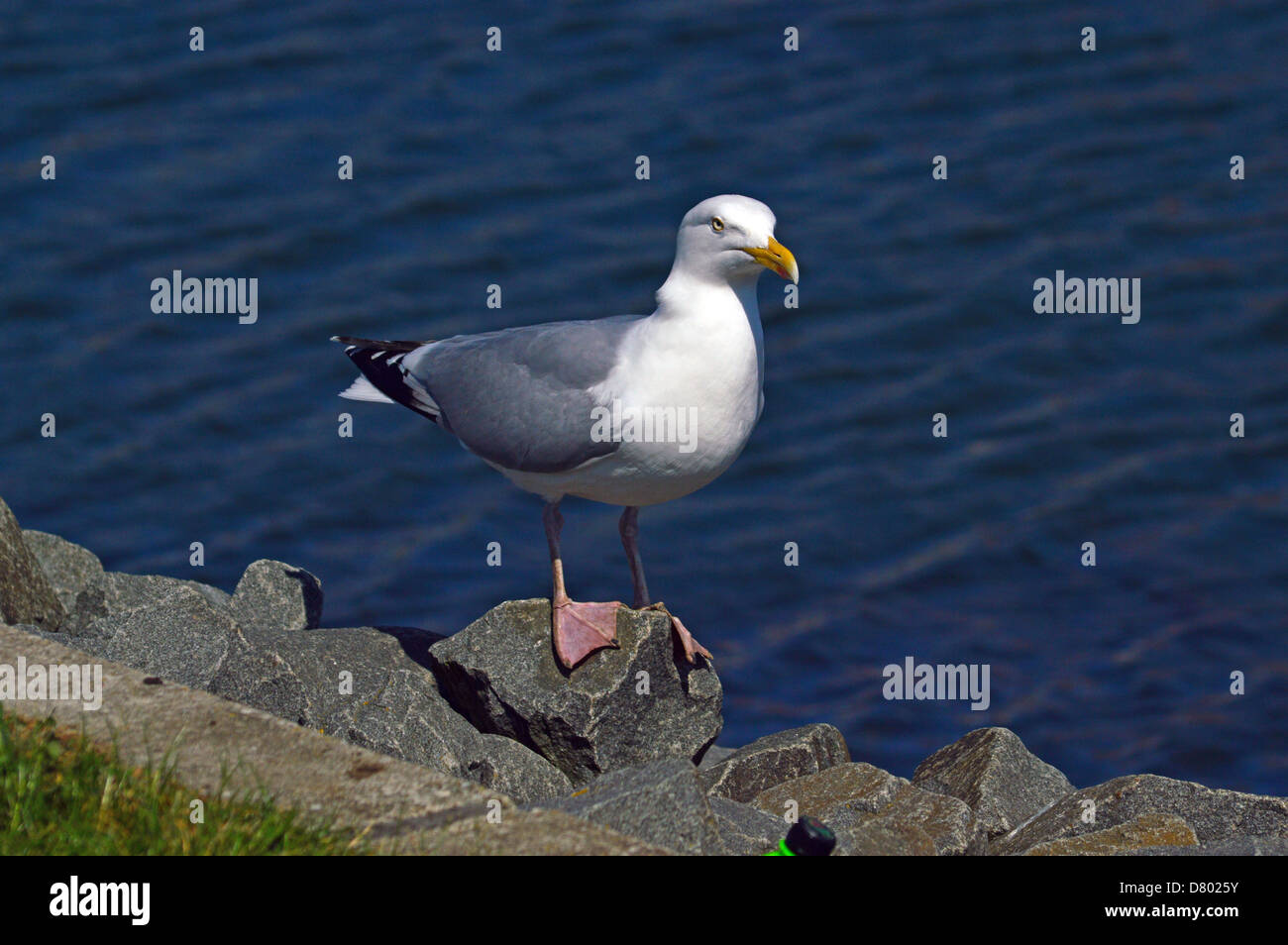 Seagull sul bordo del porto di Whitby in attesa di scarti da turisti Foto Stock