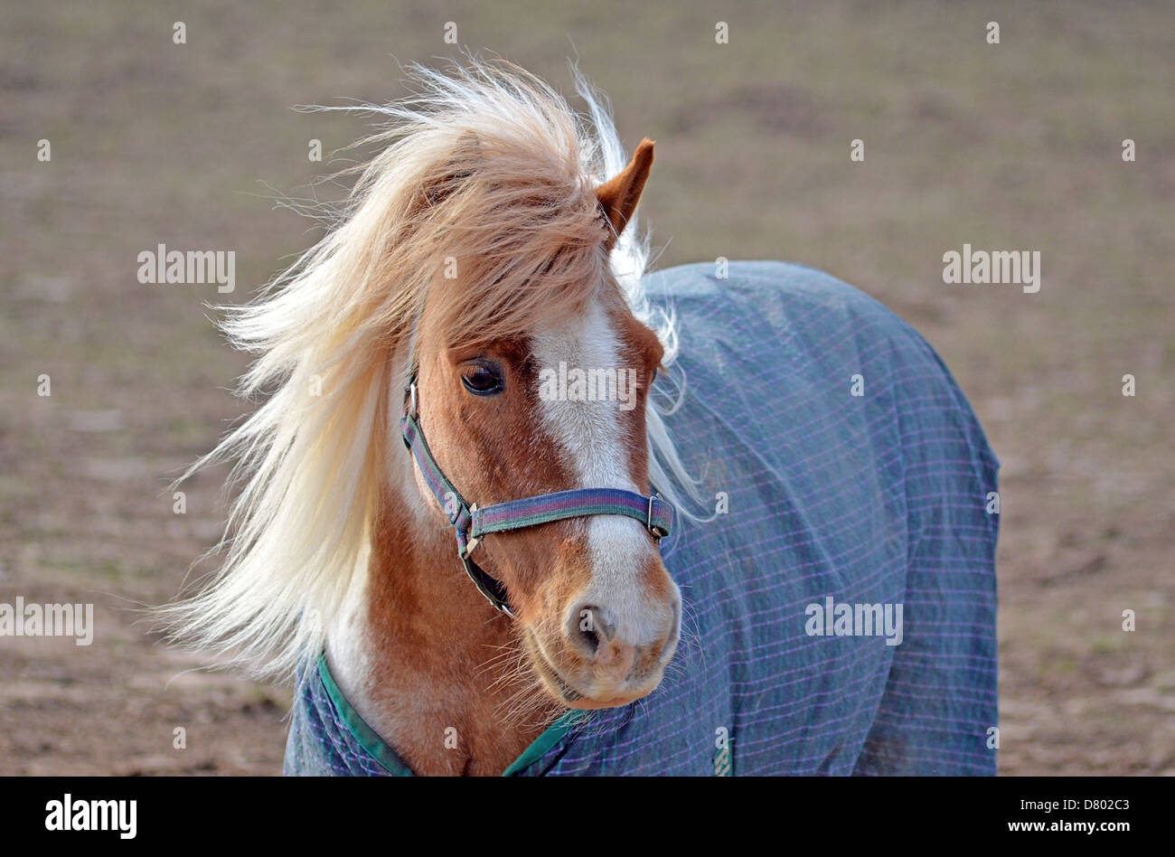 Pony Shetland in rug e collare di testa in posa di campo Foto Stock
