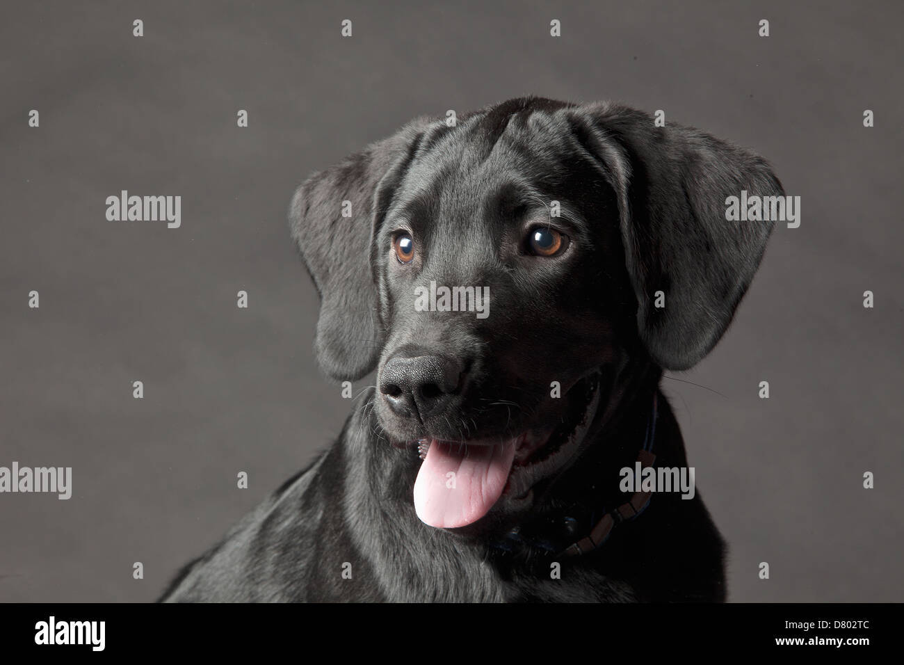 Close up del cane faccia ansimazione Foto Stock
