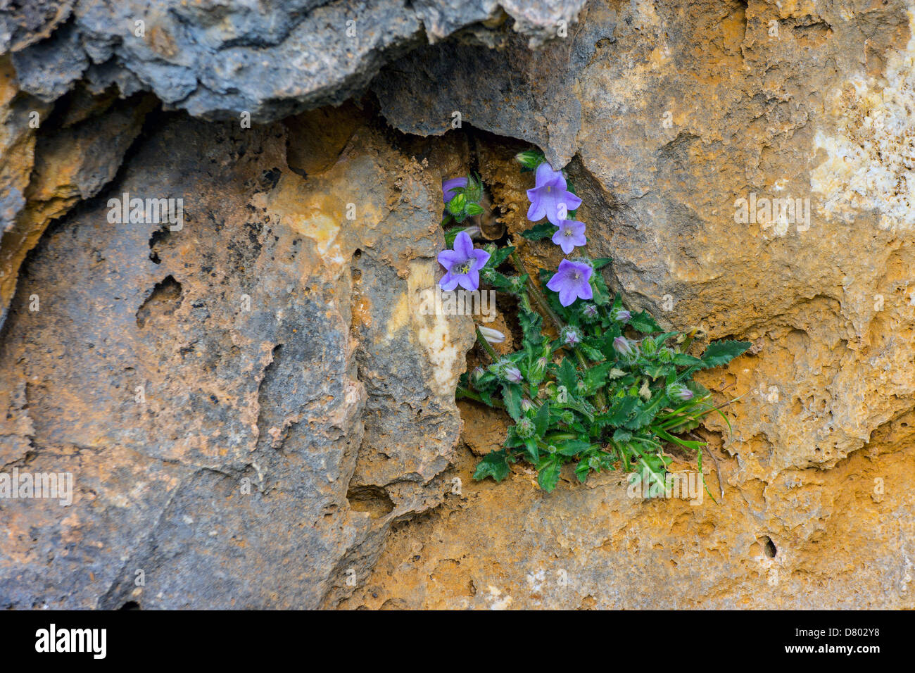 Fiori blu sulla crescente rockface arancione Foto Stock