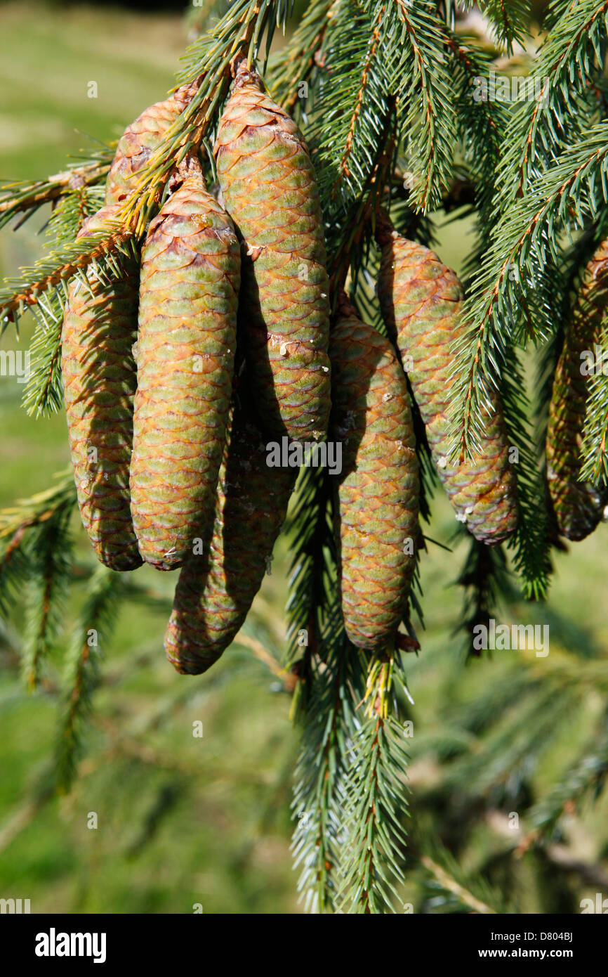 Farrer Abete rosso nel Bedgebury Pinetum Foto Stock