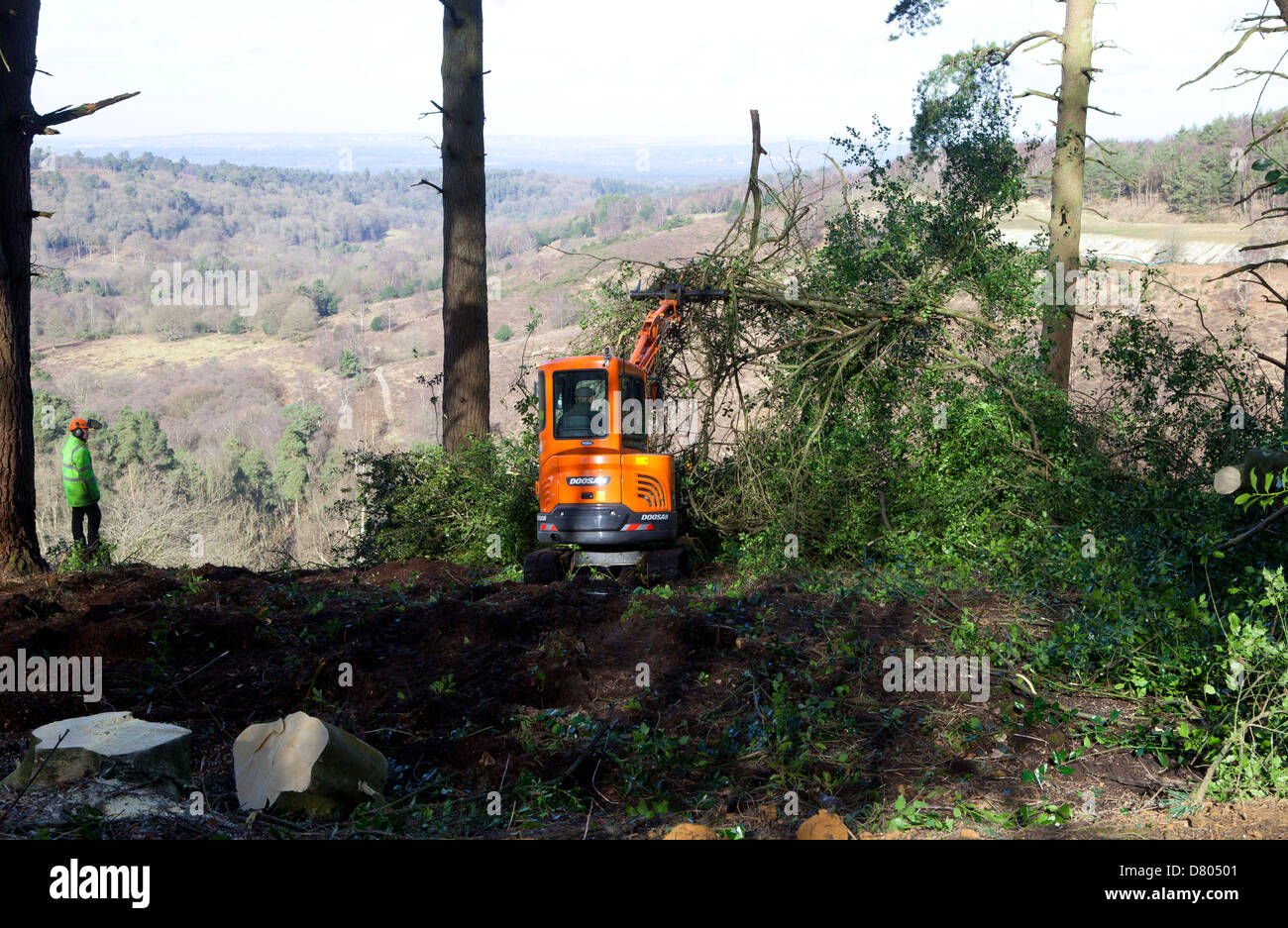 Un vecchio3 Hindhead, Devil's conca, gioco arbusto Foto Stock