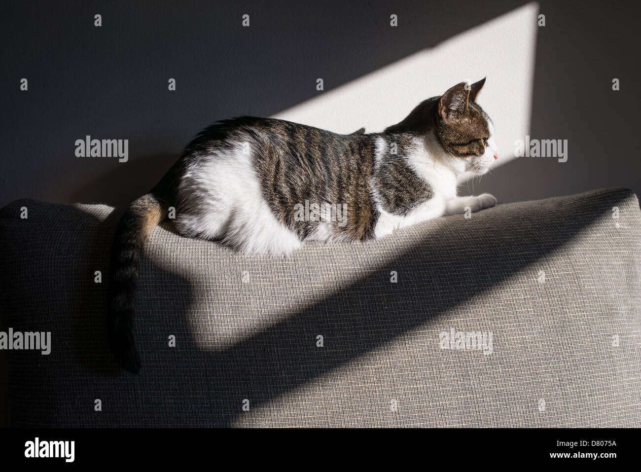 Un gatto su un lettino solare. Foto Stock