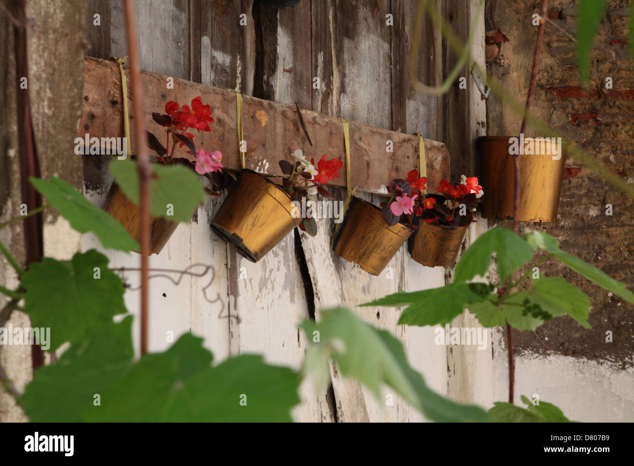 Foglie e fiori invasati Foto Stock