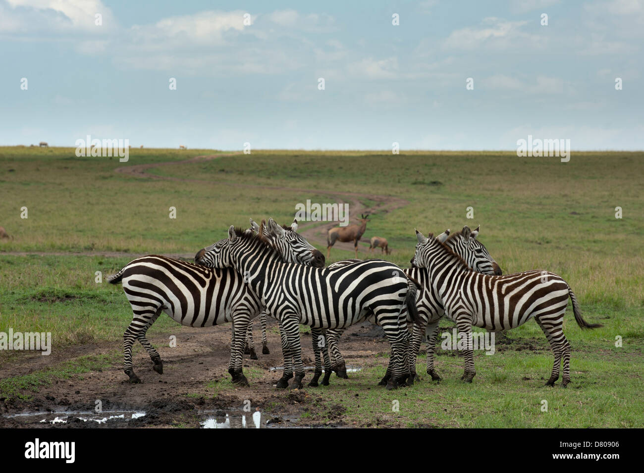 Zebra comune (Equus quagga), il Masai Mara, Kenya Foto Stock