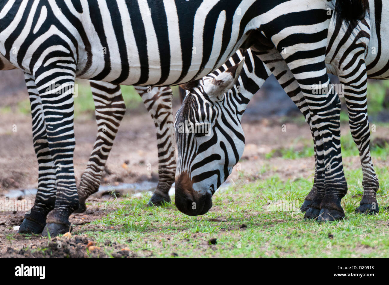 Zebra comune (Equus quagga), il Masai Mara, Kenya Foto Stock