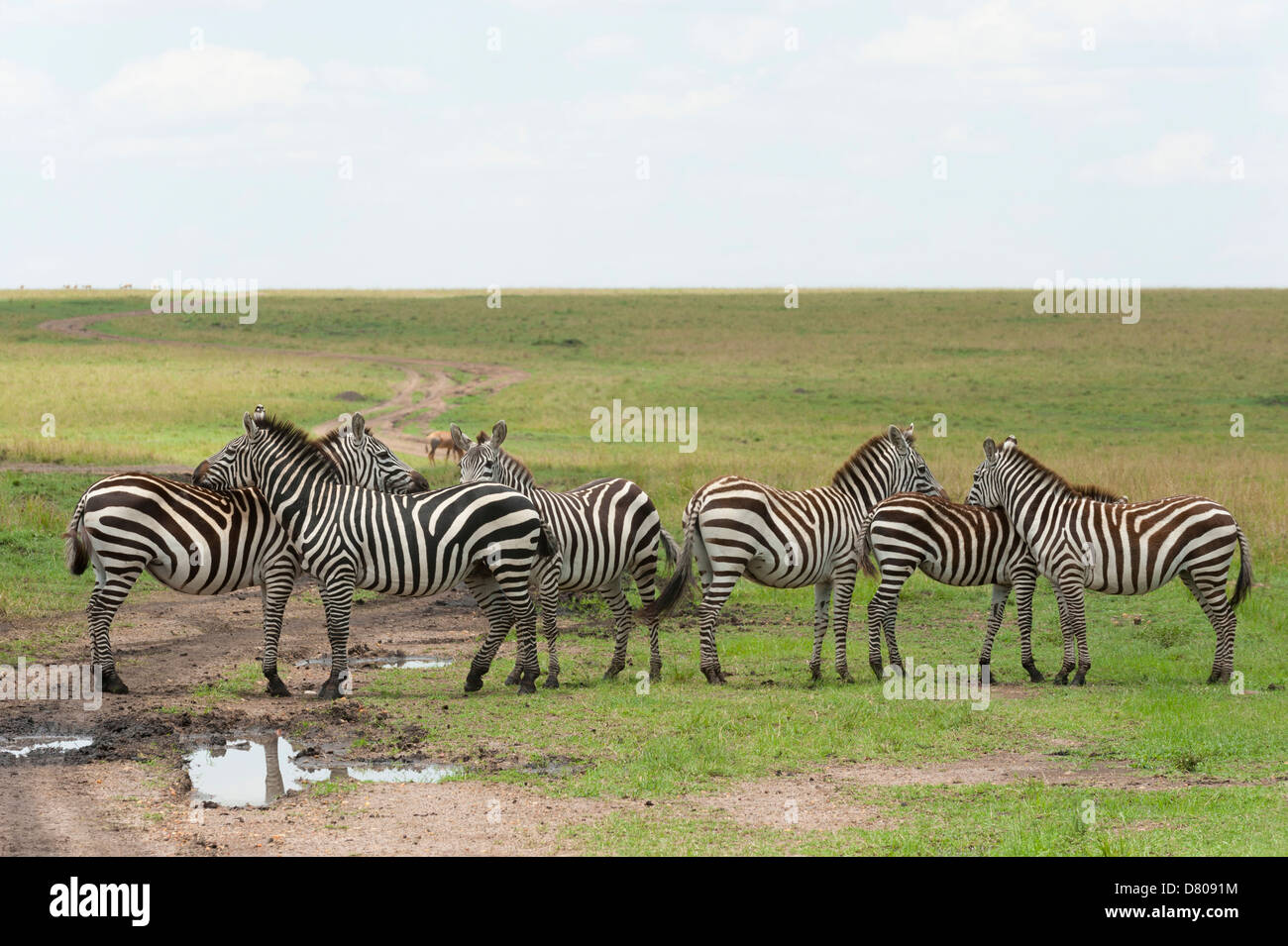 Zebra comune (Equus quagga), il Masai Mara, Kenya Foto Stock