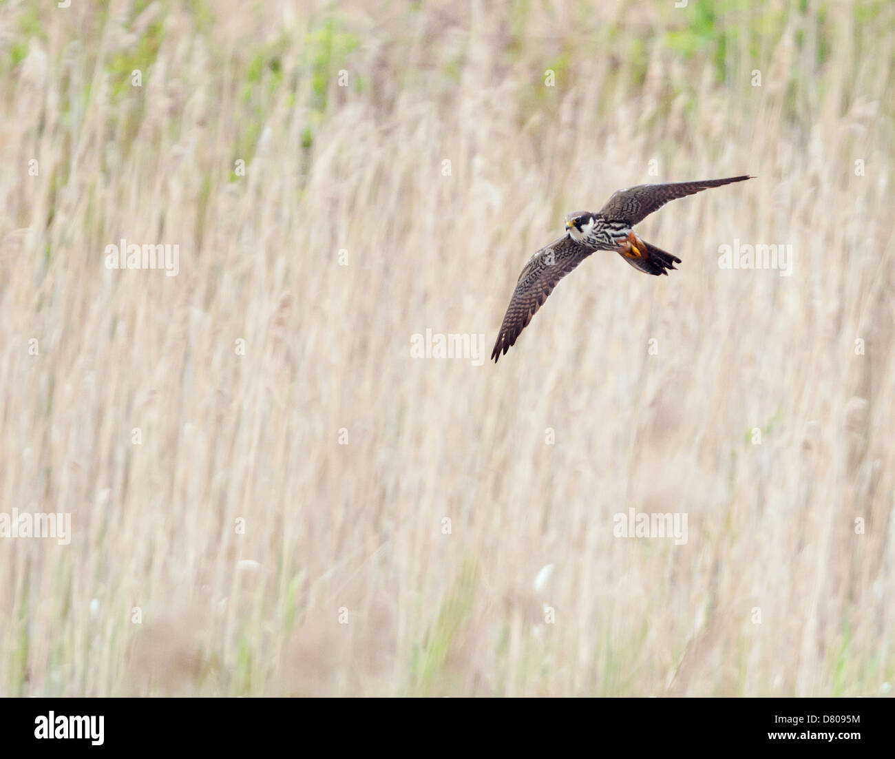 Hobby (Falco Subbuteo®) in volo sopra il letto di reed nel Warwickshire Foto Stock
