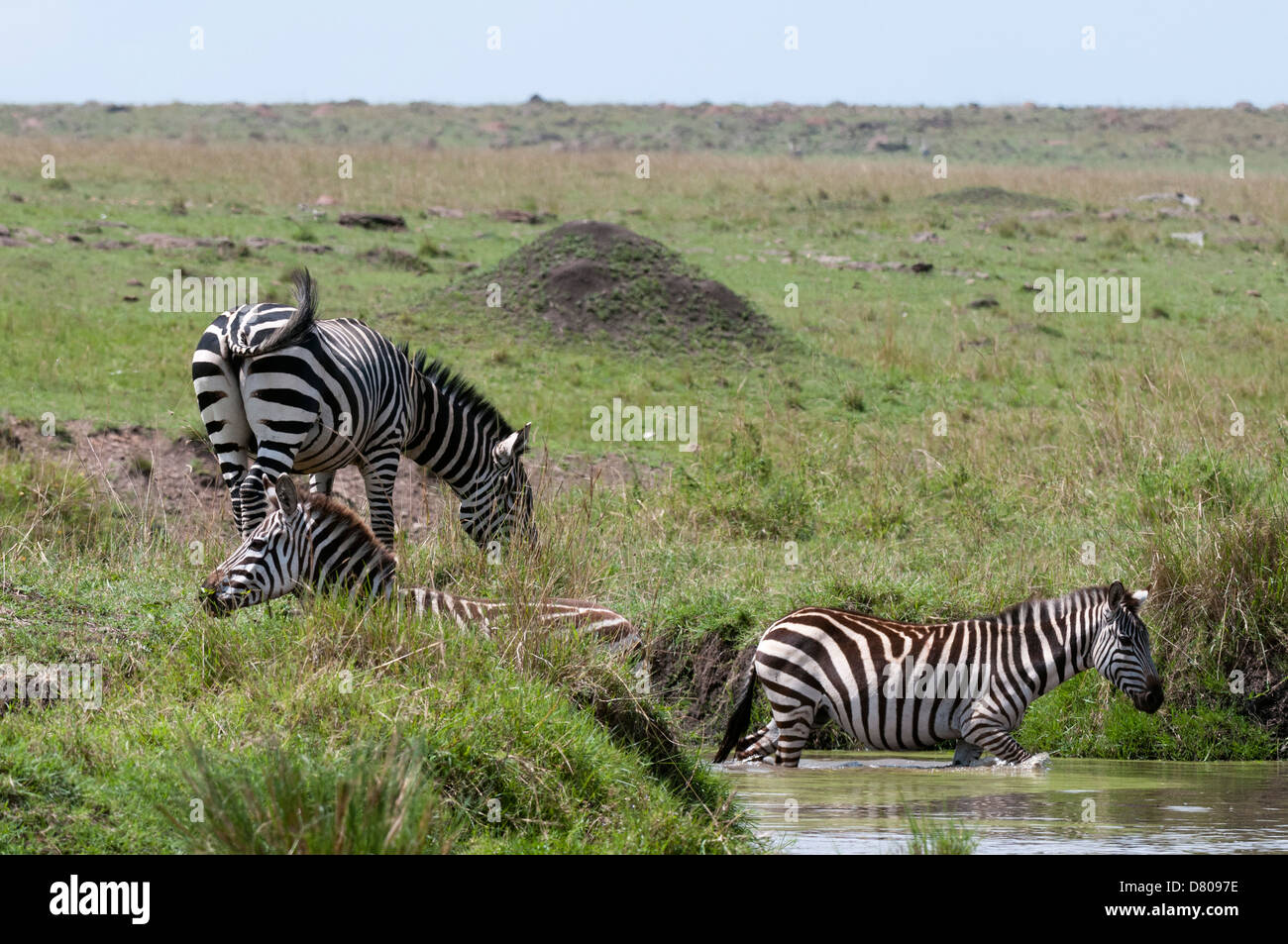 Zebra comune (Equus quagga), il Masai Mara, Kenya Foto Stock