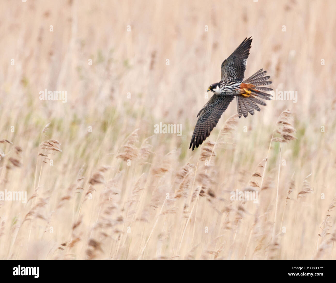 Hobby (Falco Subbuteo®) in volo sopra il letto di reed nel Warwickshire Foto Stock