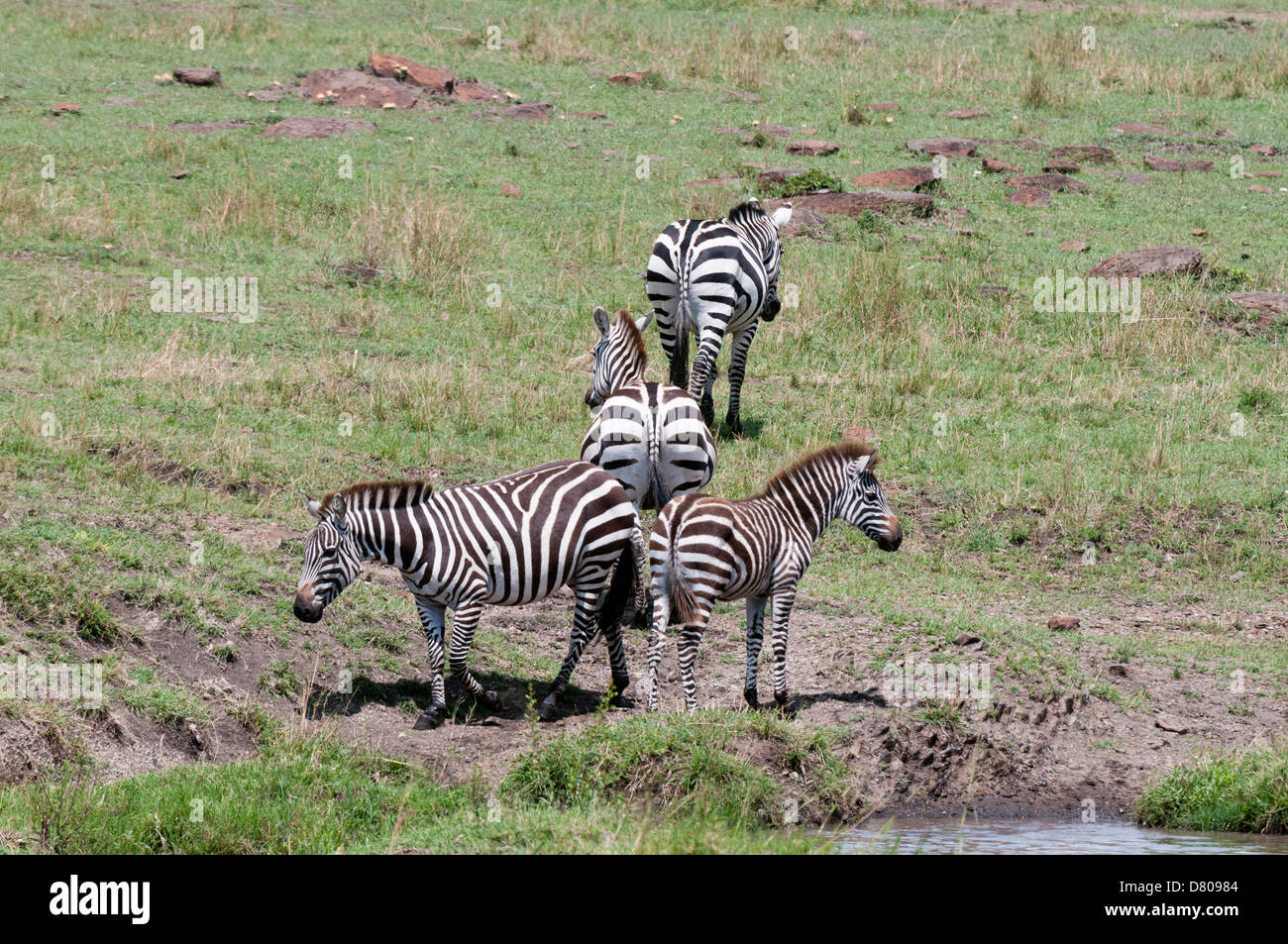 Zebra comune (Equus quagga), il Masai Mara, Kenya Foto Stock