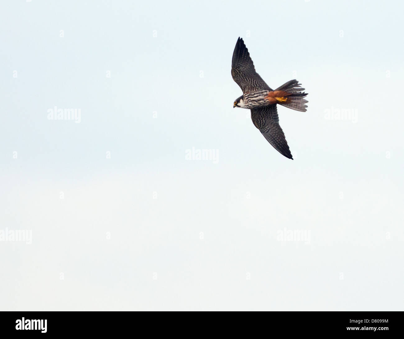 Hobby (Falco Subbuteo®) in volo Foto Stock