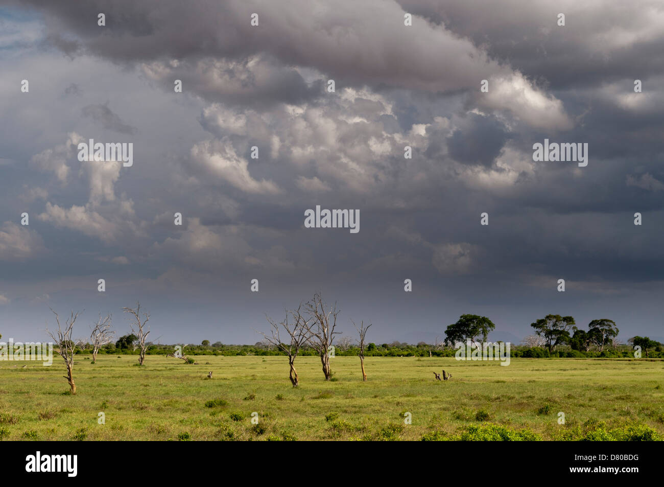 Parco nazionale orientale di Tsavo in Kenya. Foto Stock