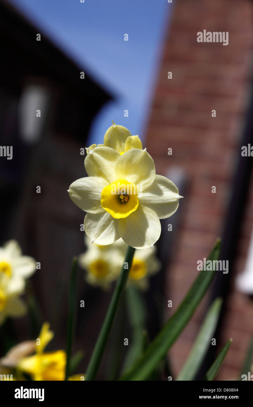 Narciso MINNOW DWARF Narciso. Foto Stock