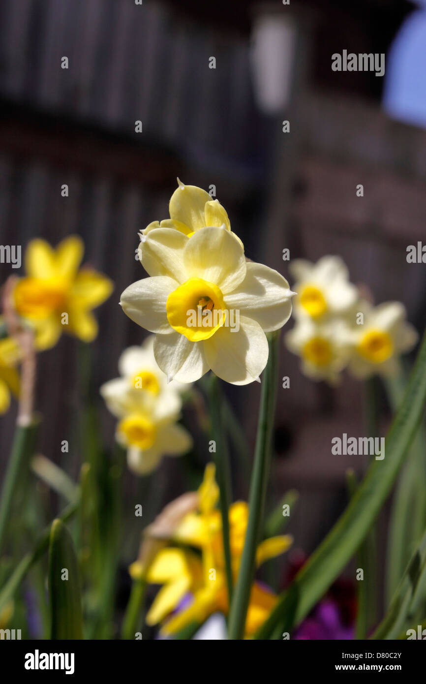 Narciso MINNOW DWARF Narciso. Foto Stock