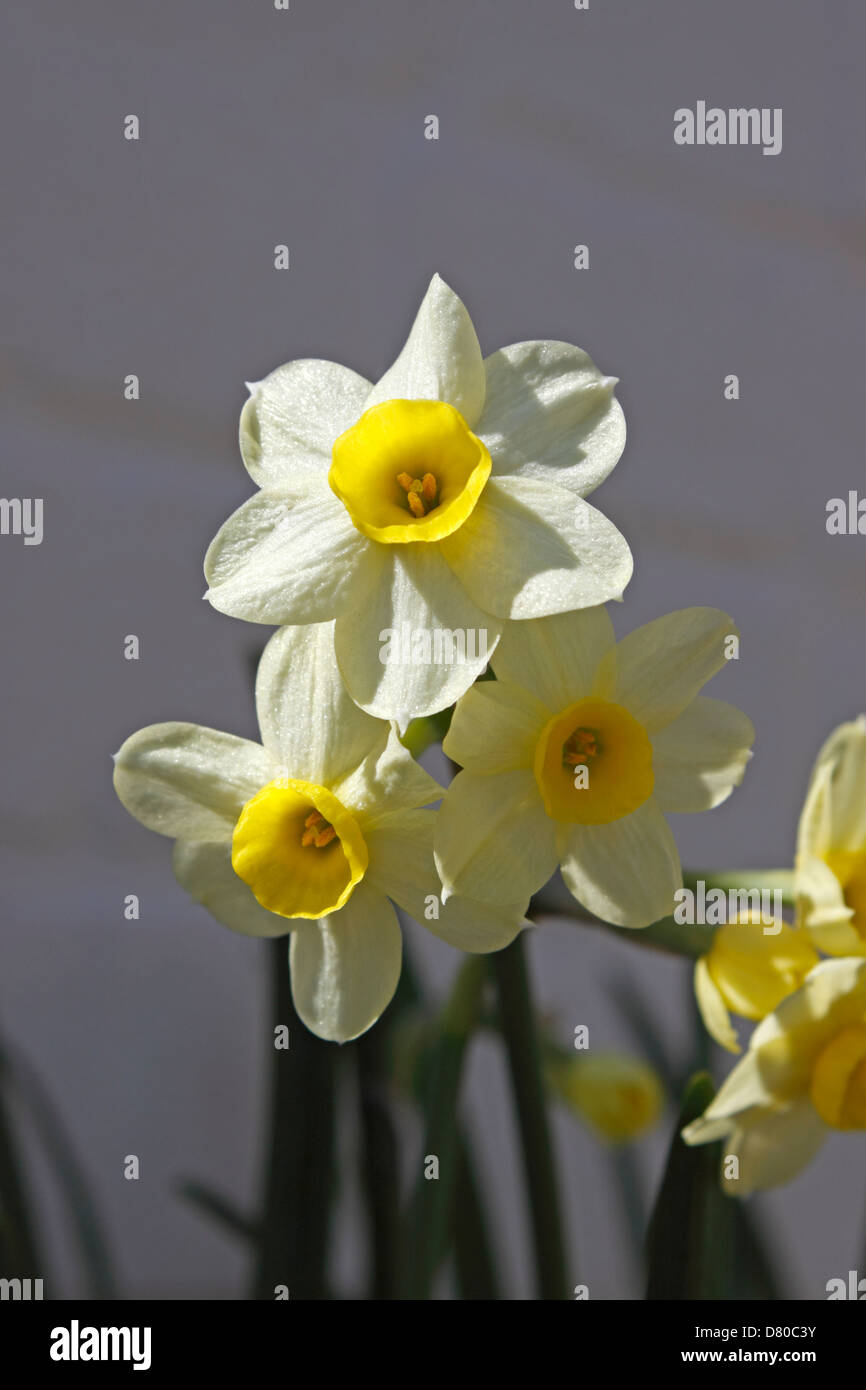 Narciso MINNOW DWARF Narciso. Foto Stock