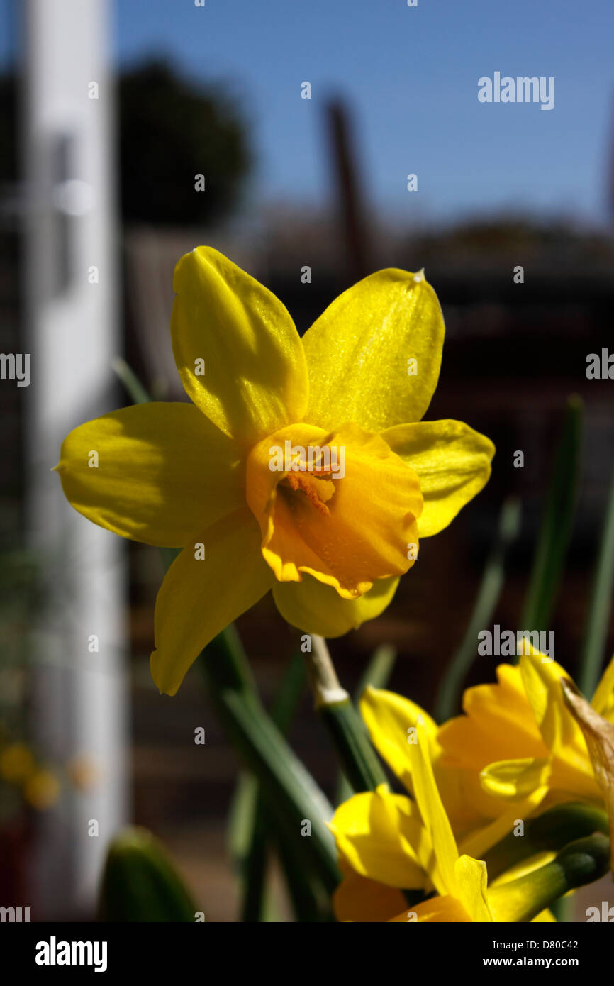 NARCISSUS tete-a-tete DWARF Narciso. Foto Stock