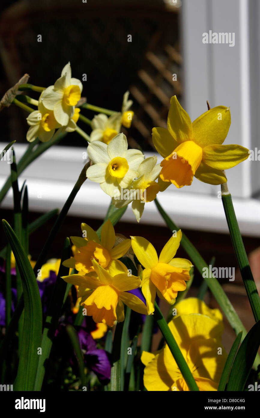 Narciso MINNOW e tete-a-tete DWARF Narciso. Foto Stock