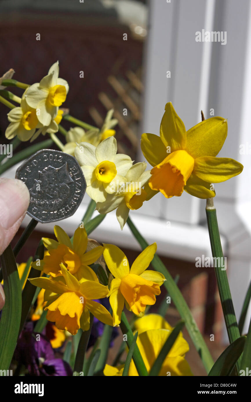 Narciso MINNOW e tete-a-tete DWARF Narciso. Foto Stock