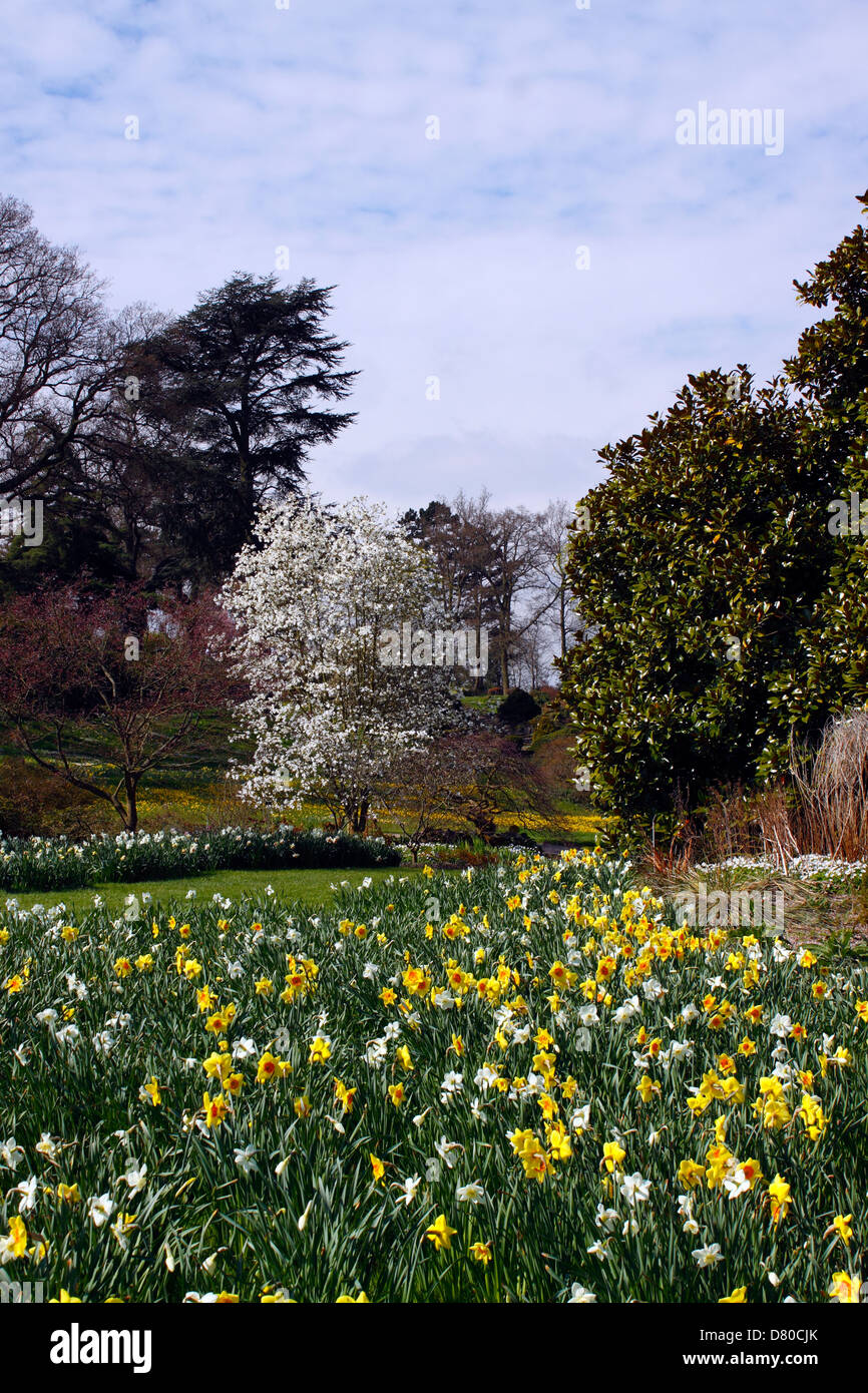 PRATO PRIMAVERILE IN FIORE A RHS WISLEY. SURREY REGNO UNITO. Foto Stock