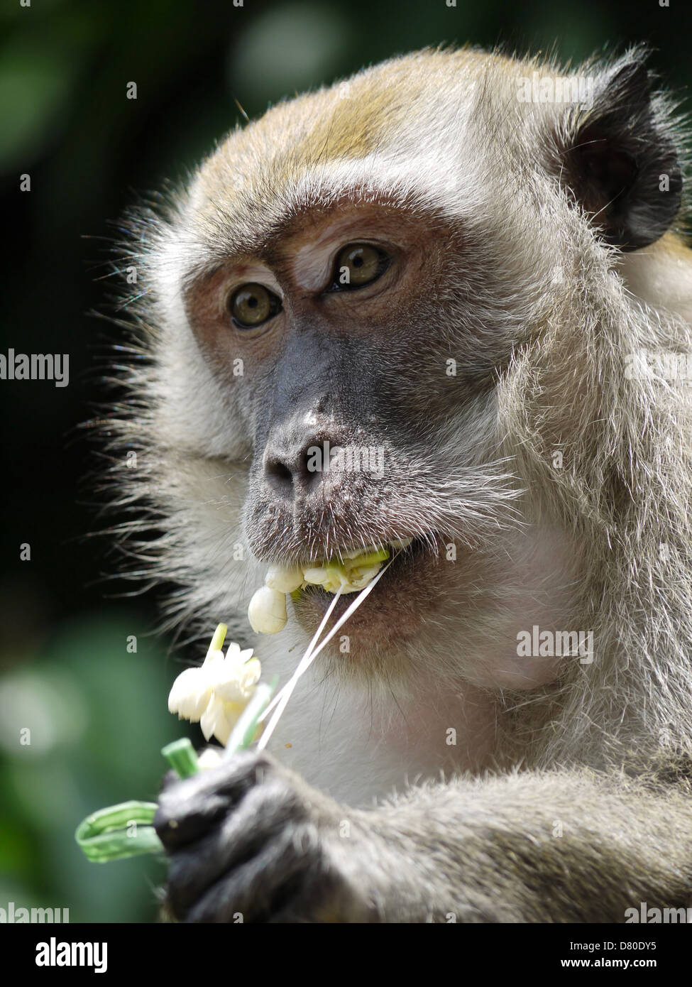 Monkey mangiare petali di fiori Foto Stock