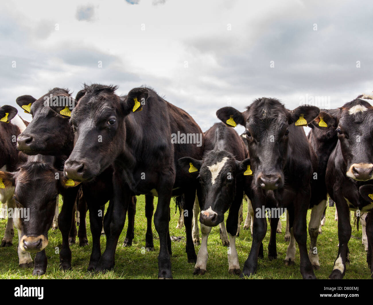 Le mucche in una fila con marchi auricolari guardando la telecamera nel Parco Nazionale di Peak District, Derbyshire, Inghilterra Foto Stock