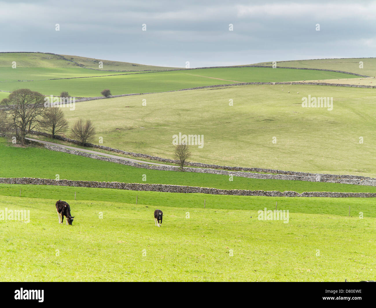 Vista pastorale di mucche e sui campi del Parco Nazionale di Peak District, Derbyshire, Inghilterra Foto Stock