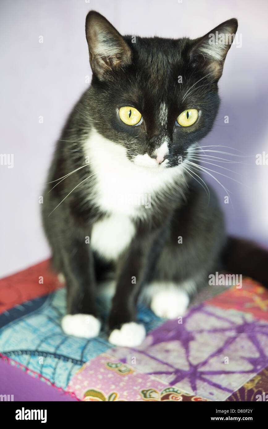 Chat Blanc Immagini E Fotografie Stock Ad Alta Risoluzione Alamy