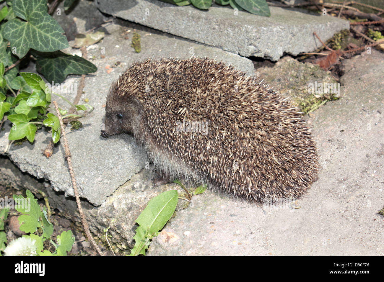 Un simpatico Riccio si trovano nel mio giardino. Foto Stock