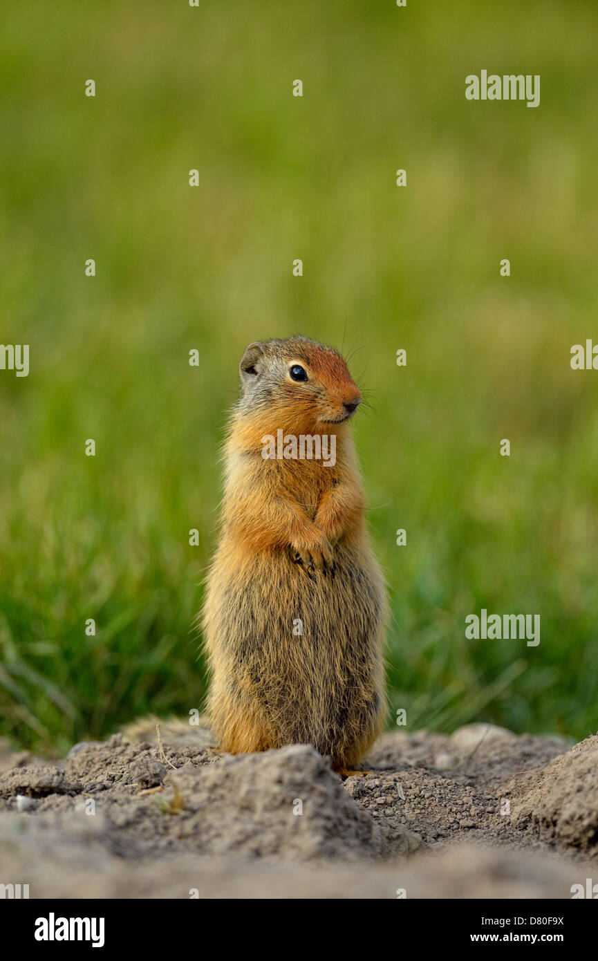 Terra colombiana scoiattolo Spermophilus columbianus alimentazione e alert vicino scavano nella cornice urbana Canmore Alberta Foto Stock