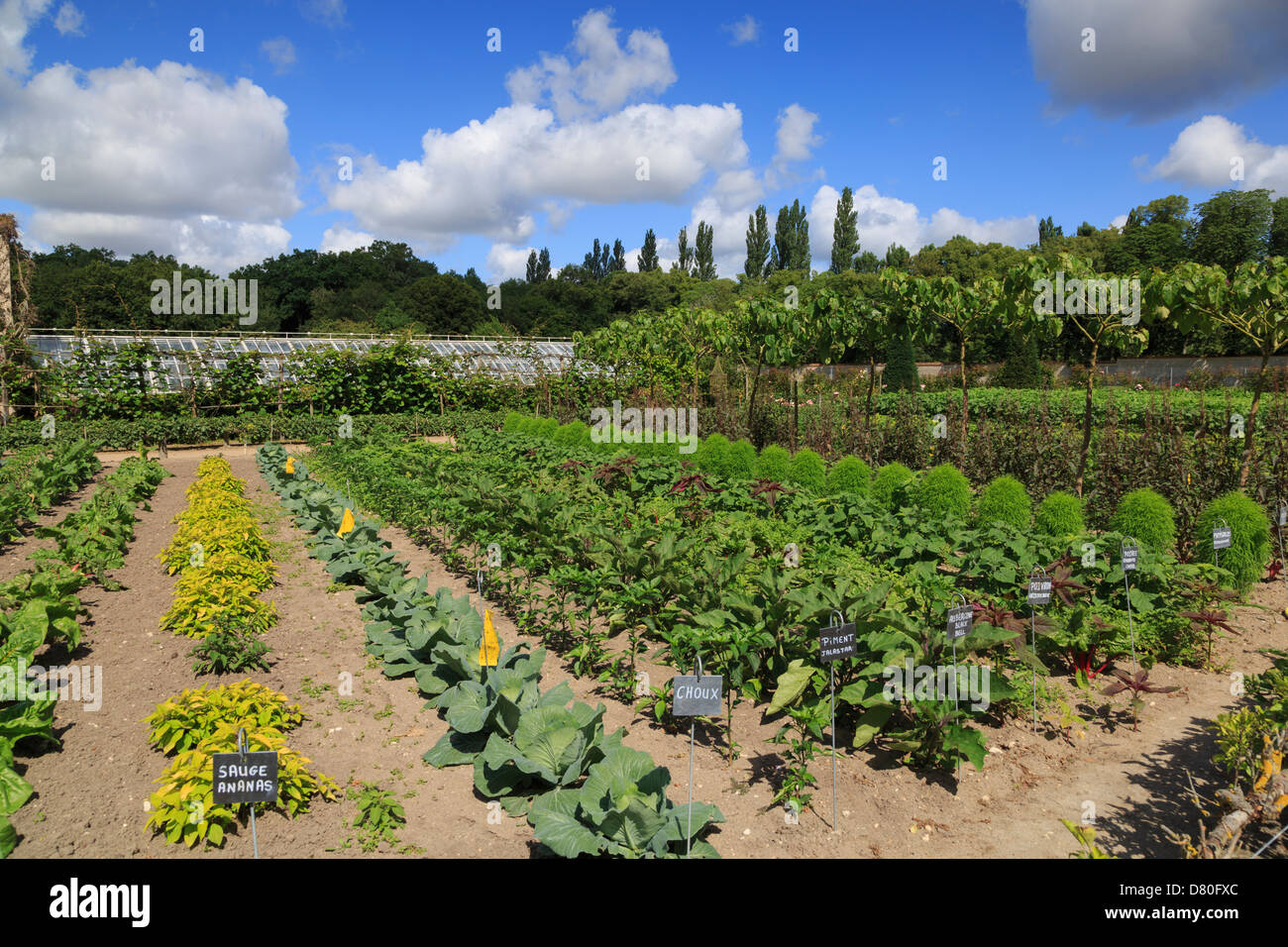 Righe di ortaggi e alberi da frutto in fattoria a Chenonceau, Valle della Loira, Francia Foto Stock